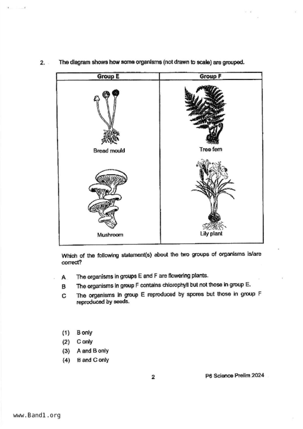 P6Science試卷