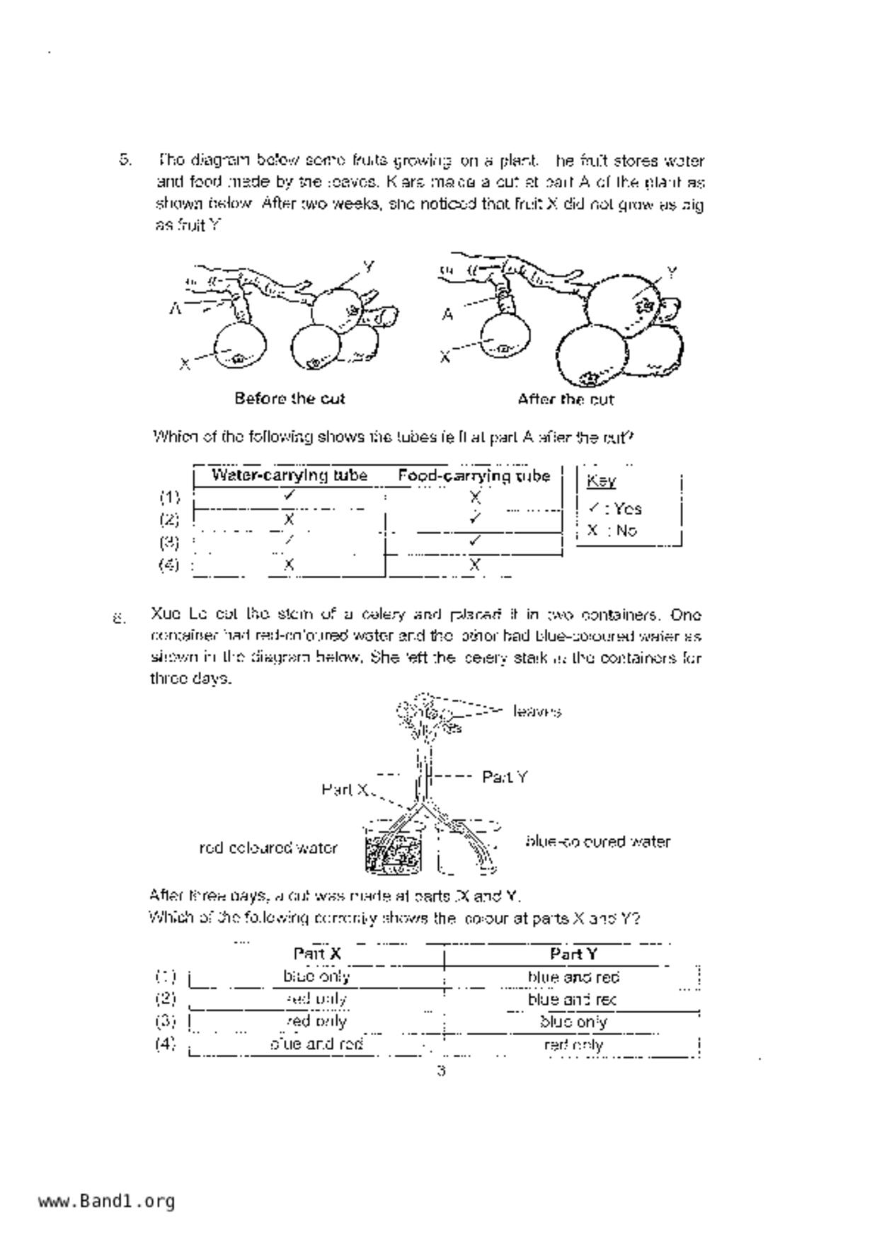 P5Science試卷