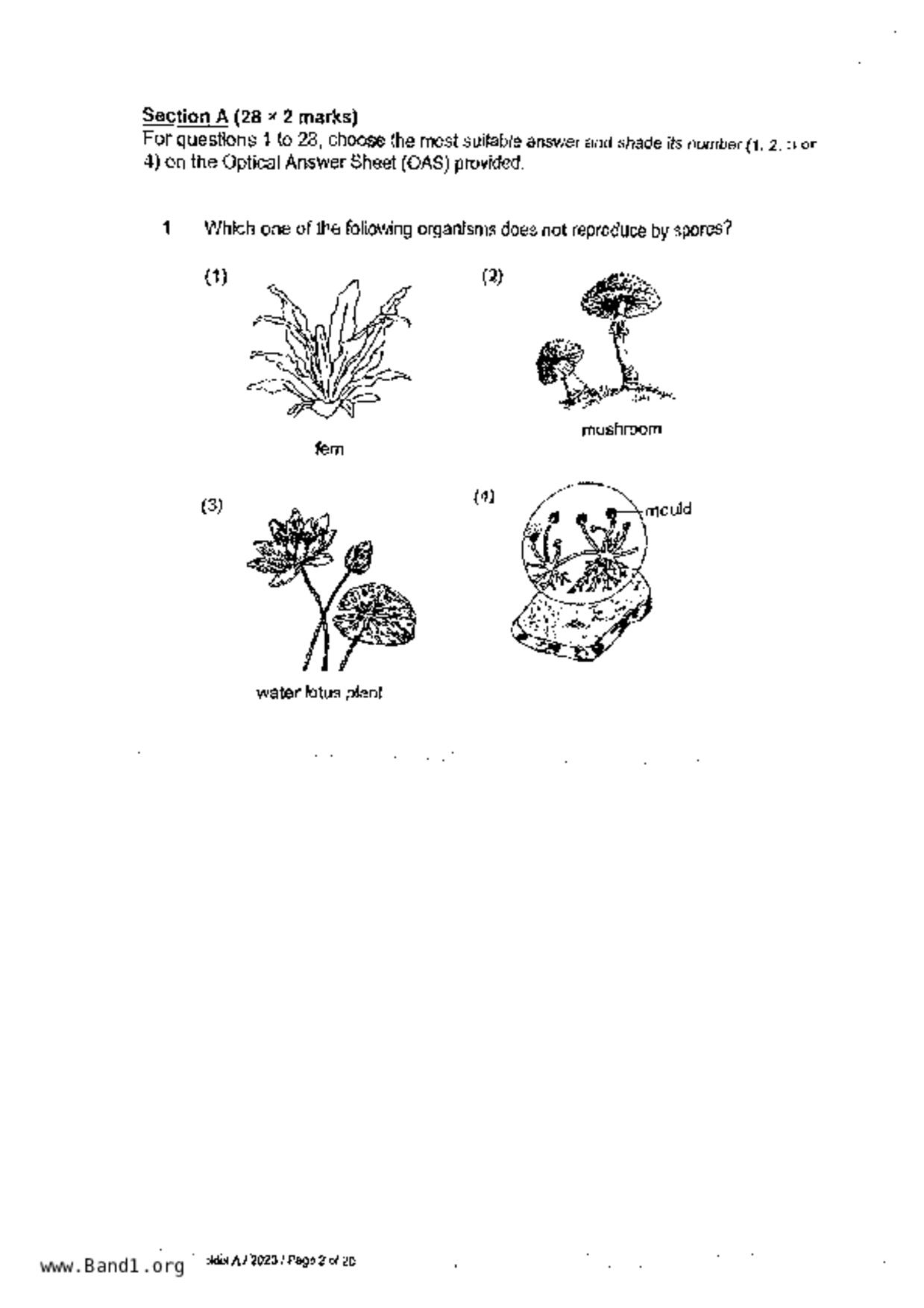 P6Science試卷