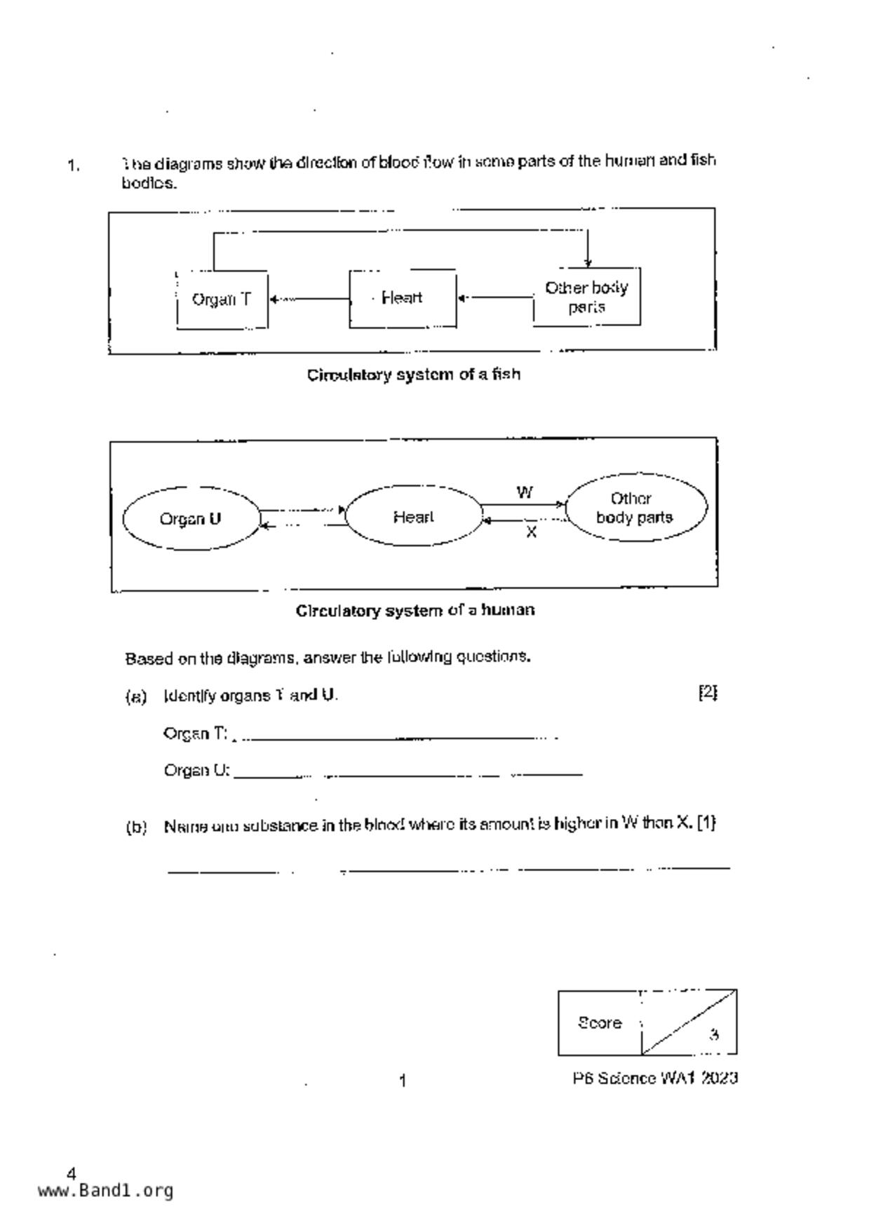 P6Science試卷